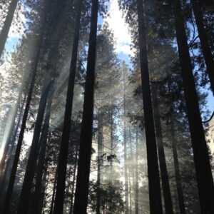 Pro Bronze Unit - Gold