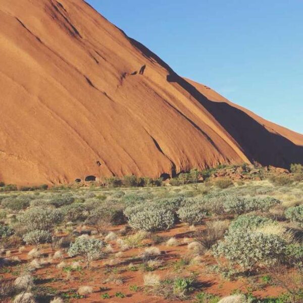 Advanced Carbon System - Brown